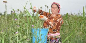 Kimin aklına gelirdi: Deve dikeni ekmek kapısı oldu!