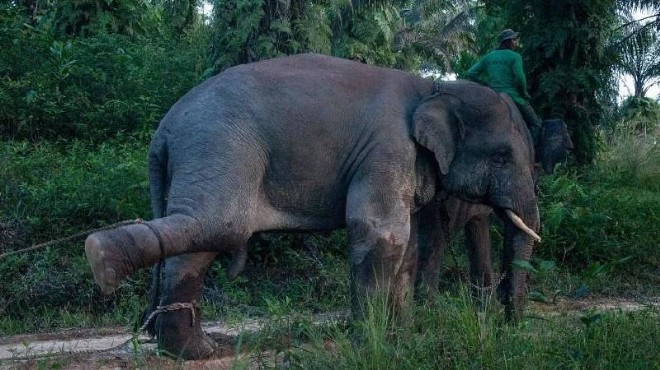 Dilendirilen fil, sahibini ezerek öldürdü