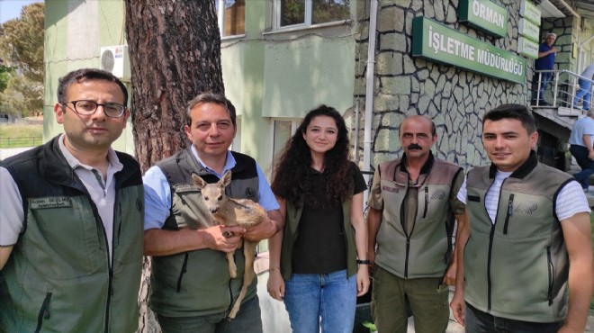 Doğada bulunan yavru karacaya Orman İşletme el uzattı