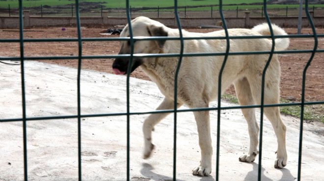 DSÖ: Kuduz vakalarının yüzde 99 u köpeklerden