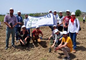 Yırca da sökülen zeytinlerin yerine yenileri dikiliyor