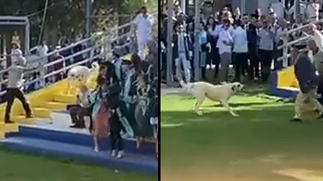 Ege Üniversitesi’nde köpek şoku… 12 ısırıklı mezuniyet!