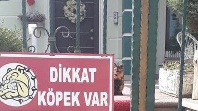 Elektrik sayacı okudu, köpek saldırdı