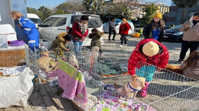 Enkazdan çıkarılan hayvanlar için sahra çadırı!