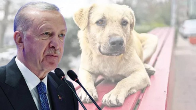Erdoğan dan sokak hayvanları ile ilgili açıklama