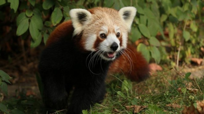 Erkek kızıl panda  yalnız kalmak için  kafesinden kaçtı