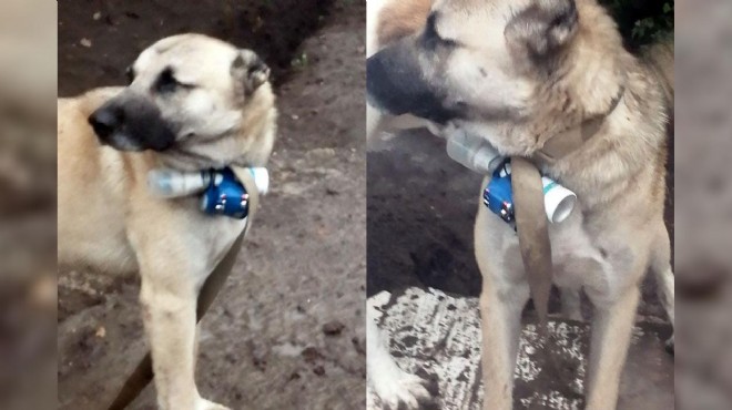 Ermeni güçlerinden eylem girişimi: Köpeğin üzerine bomba bağladılar