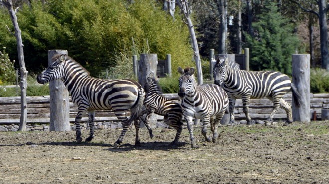 Eskişehir’den İzmir’e zebra talebi!