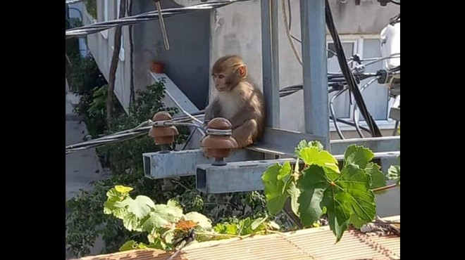 Evlere maymun dadandı...  Şakir  yakalandı!