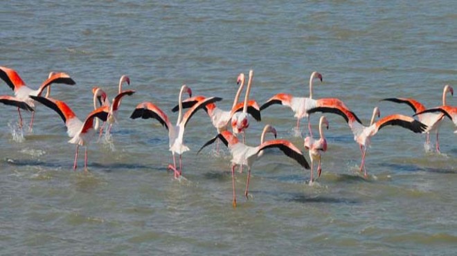 Flamingo Adası tartışması: Kocaoğlu’nun restine bakanlıktan yanıt!