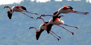 Bodrum a flamingo akını