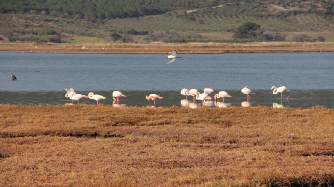 Flamingolara JES tehdidi!