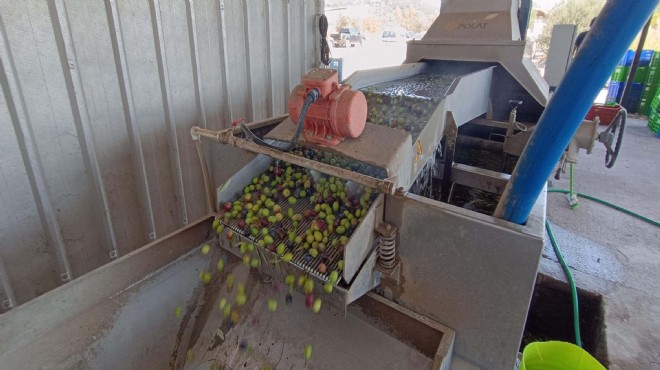 Foça da erken hasat zeytin sıkımı başladı