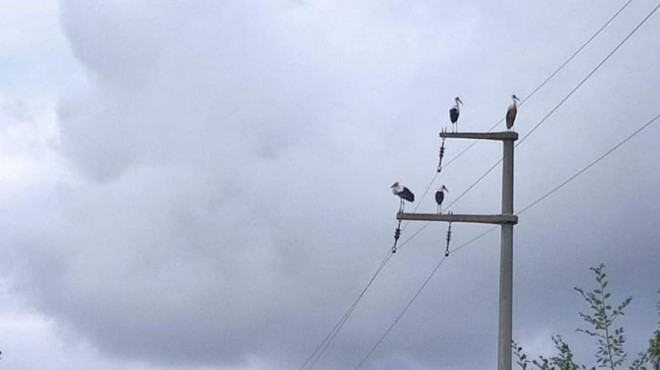 Göç eden leylekler için elektrikler kesildi