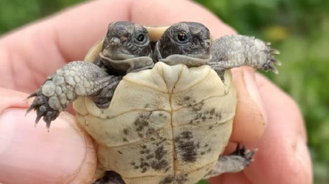 Görenler şaşırdı... Çift başlı kaplumbağa yavrusu!