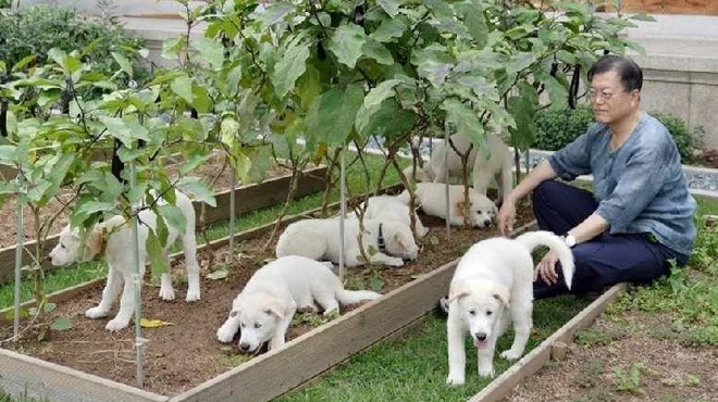 Güney Kore de köpek eti ticareti ve tüketimi yasaklandı