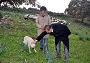 AK Partili vekil çoban ziyaretinde koyun güttü