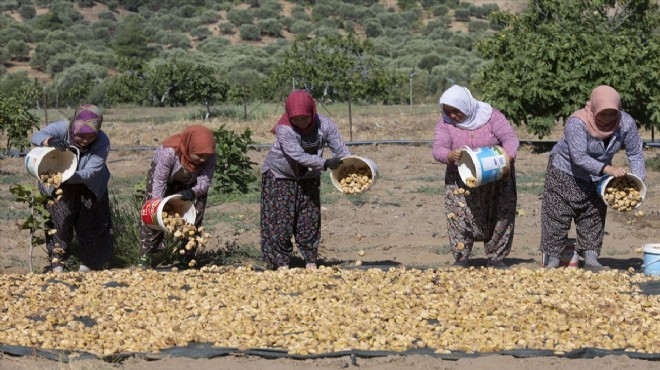 Havalar ısındı... Kuru incirde hasat öne çekildi