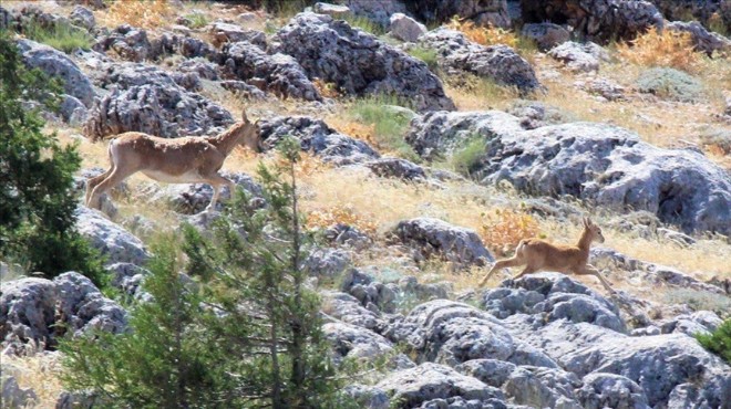 HAYVAVEDER’den 3 Mart açıklaması: Yaban hayatı tehdit altında