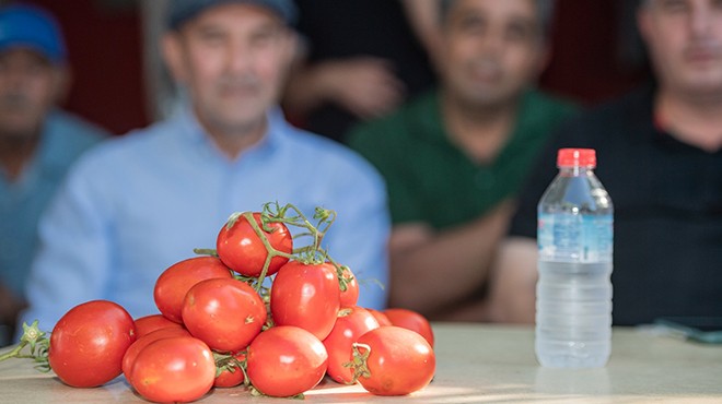 Dara düşen üreticiye Büyükşehir desteği... Tarlada 2 kilo domatesin değeri 1 yarımlık su!