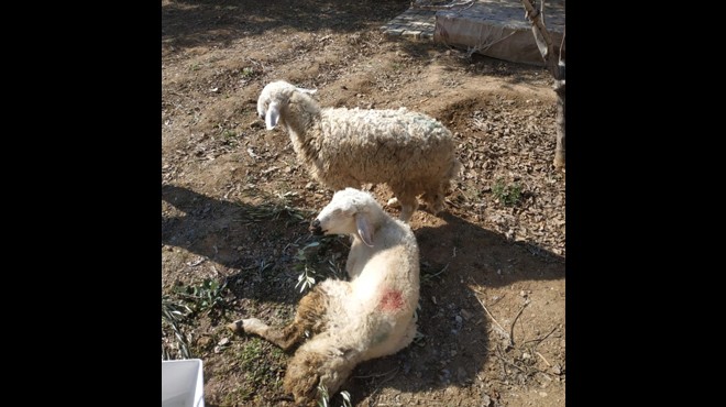 İki koyun depremin 17.gününde kurtarıldı