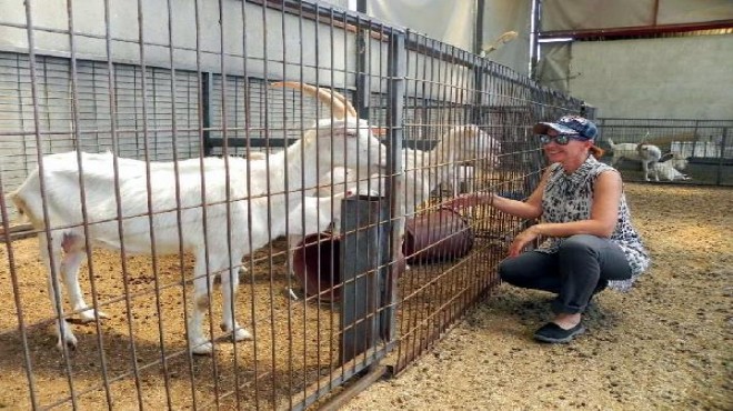 İstanbullu mimar İzmir’de keçi çiftliği kurdu