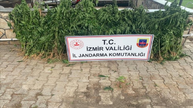 İzmir de 407 kök Hint keneviri ele geçirildi