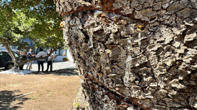 İzmir de damla sakızı üretimi arttırılacak!