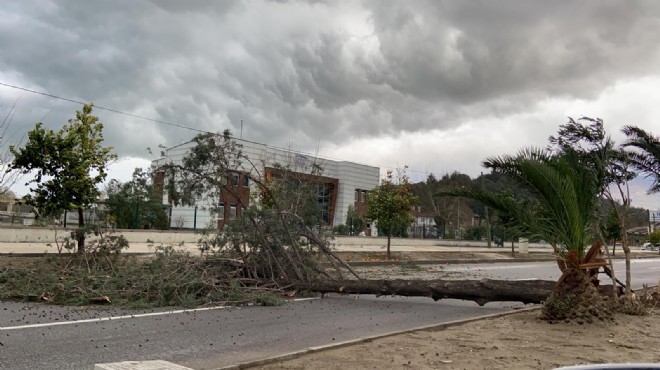 İzmir de fırtına ağacı devirdi, yol kapandı