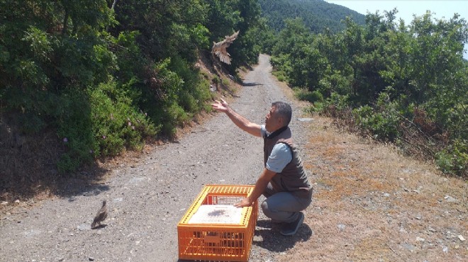 İzmir de kınalı keklikler doğaya salındı