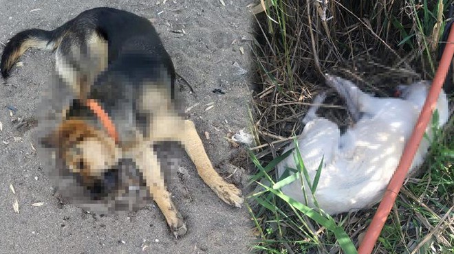 İzmir de köpek katliamı... Zehirli sosisle 5 köpeği öldürdüler!