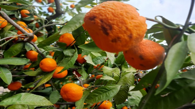 İzmir de mandalina ihracatını kırağı ve yağmur vurdu!