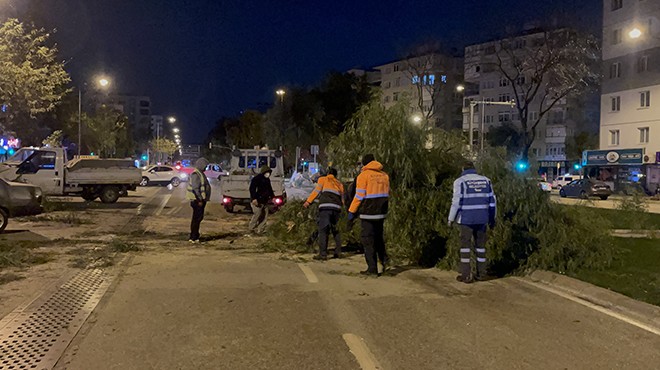 İzmir de rüzgar ağaçları devirdi!