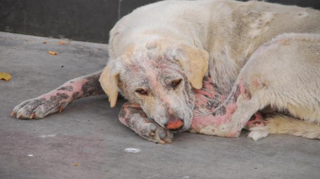 İzmir de sokak hayvanlarının yürek burkan durumu