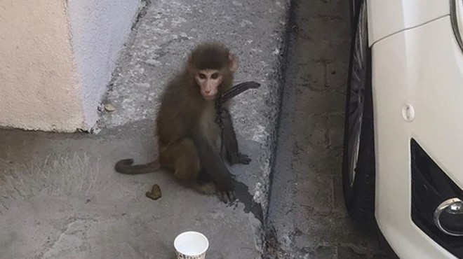 İzmir de sokakta bulunan maymun koruma altına alındı