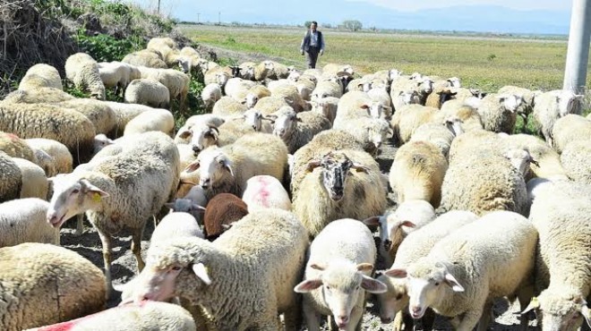 İzmir’de sürü büyüyor, umutlar artıyor!