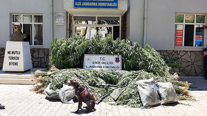İzmir de uyuşturucu yetiştiren 3 kişiye tutuklama