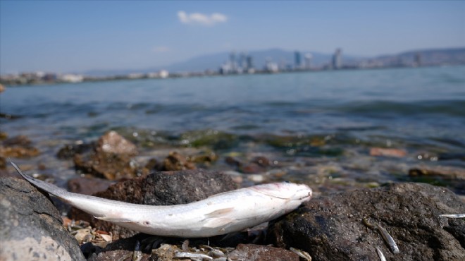 İzmir i ölü balık kokusu sardı!