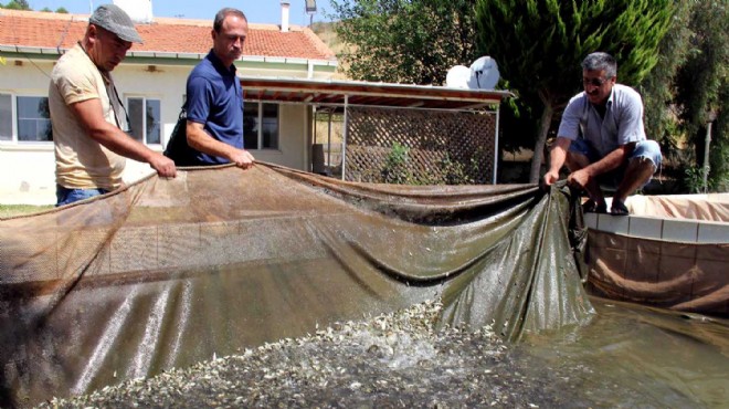 İzmir in baraj ve göletlerine 2 milyon balık!