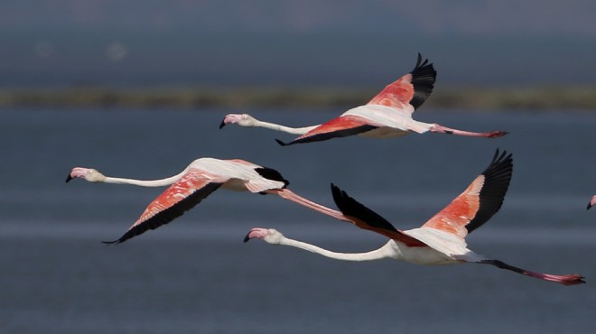 İzmir in  cennet i yavru flamingolarla şenlendi!
