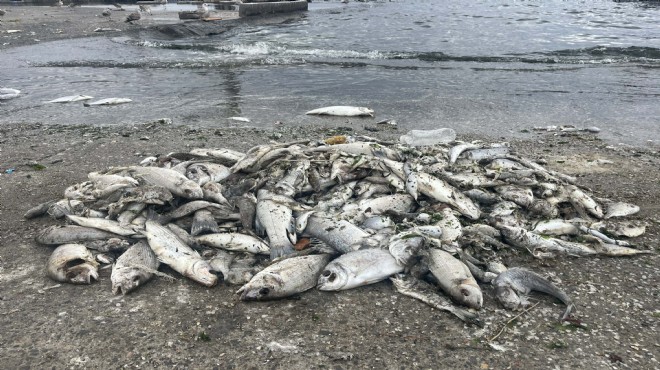 İzmir Körfezi nde balık ölümleri sürüyor