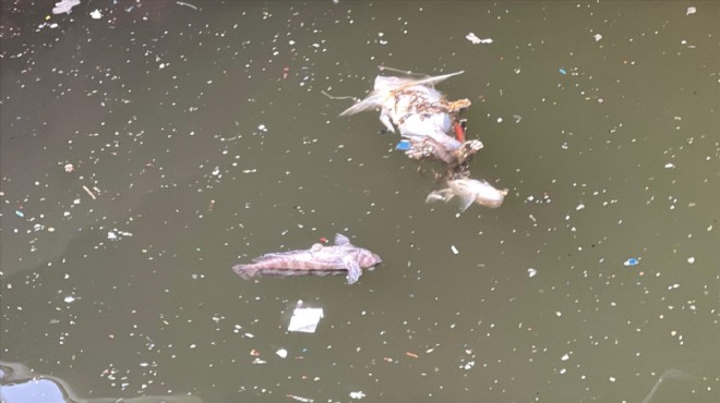 İzmir Körfezi nde kirlilik sürüyor... Ölü balık kenti!