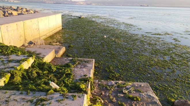 İzmir Körfezi’nde yeniden istila… Marul mevsimi!