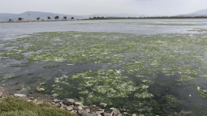 İzmir Körfezi ni sarmıştı... Bilim den açıklama: Bu bir rekor!