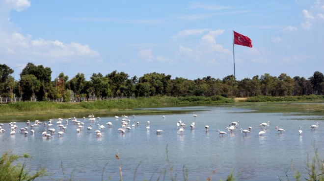 Jeotermal kaynak aranacaktı... Bakanlık tan flamingoları sevindiren karar!