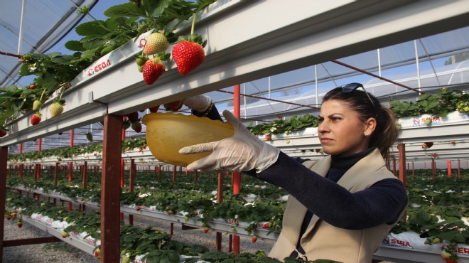 Kadın girişimcinin hedefi ürettiği çilekleri ihraç etmek