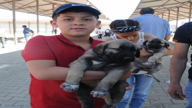 Kangal sevdalıları festivalde buluştu