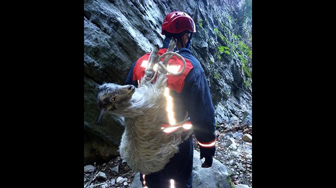 Kanyonda mahsur kalan keçiye böyle kurtardı!