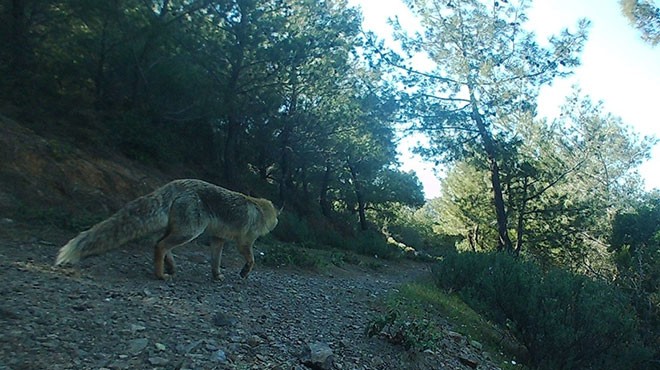 Karaburun da biyoçeşitliliği zirveye taşıyacak proje!