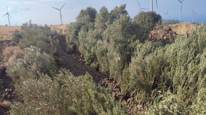 Karaburun da ilk raund zeytinlerin!